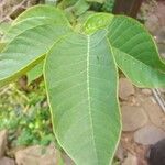 Annona cherimola Leaf