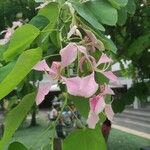 Bauhinia monandraŽiedas