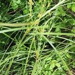 Cyperus serotinus Агульны выгляд