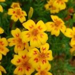 Tagetes tenuifolia Blomma