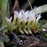 Campylocentrum micranthum Blüte