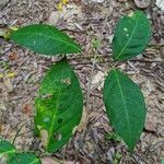Pachyptera kerere Hoja