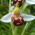 Ophrys apifera Blomma