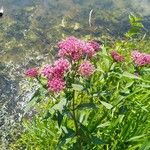 Asclepias incarnataFlower