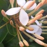 Ixora finlaysoniana Flower