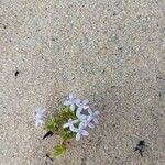 Houstonia rubra Virág