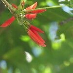 Erythrina corallodendrum 花