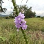 Stachytarpheta jamaicensisFleur