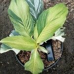 Spathiphyllum wendlandii Hoja