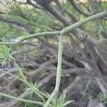 Euphorbia lamarckii Кора