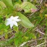 Lysimachia europaea Blad