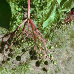 Sambucus nigra Fruit