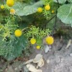 Matricaria aurea Mosusu