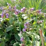 Pulmonaria officinalis फूल