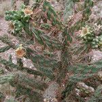 Cylindropuntia acanthocarpa Levél