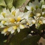 Calyptrochilum emarginatum Λουλούδι