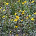 Ludwigia peploides Flor