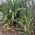 Phormium tenax Levél