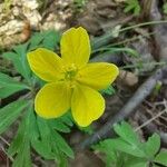 Anemone ranunculoides Цвят