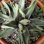 Agave victoriae-reginae Ліст