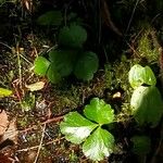 Coptis trifolia Liść