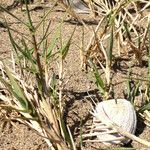 Distichlis spicata Habitat