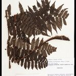 Cyathea cyatheoides Folla