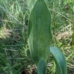 Bupleurum rigidum Leaf