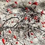 Rosa canina Fruit