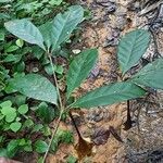 Rothmannia talbotii Leaf