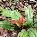 Scadoxus multiflorus ᱵᱟᱦᱟ