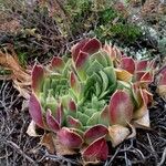 Sempervivum heuffelii Blatt