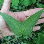 Passiflora capsularis Лист