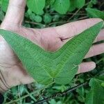 Passiflora capsularis Leaf