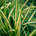 Pandanus tectorius Folha