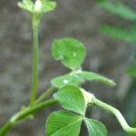 Trifolium rubens Folha