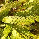 Blechnum spicantFolha