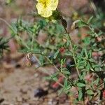 Helianthemum hirtum Habitus