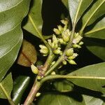 Pouteria caimito Fruit
