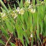 Hesperantha coccinea 葉