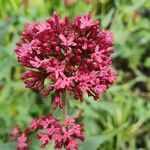 Centranthus ruberപുഷ്പം