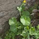 Geum pyrenaicum ശീലം