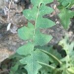 Sonchus radicatus Blad