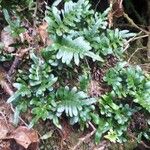 Polypodium scouleri 葉