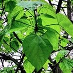 Catalpa speciosa Φύλλο