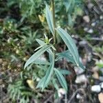 Linaria supina Leaf