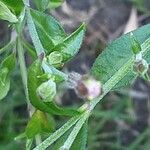 Silene schafta Flower