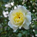 Rosa foetida Fleur