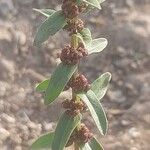 Ammannia baccifera 果實