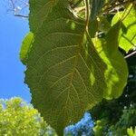 Hydrangea aspera Leaf